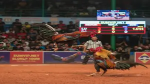 Luật Đá Gà Cựa Sắt Thomo - Cẩm Nang Toàn Tập Cho Kê Thủ